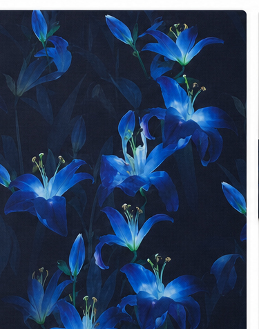 Black Electric Blue Flowers chiffon, print close up