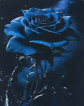 Midnight Blue Rose Bloom chiffon, print close up