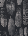 Grey Abstract Leaf Texture crepe, print close up